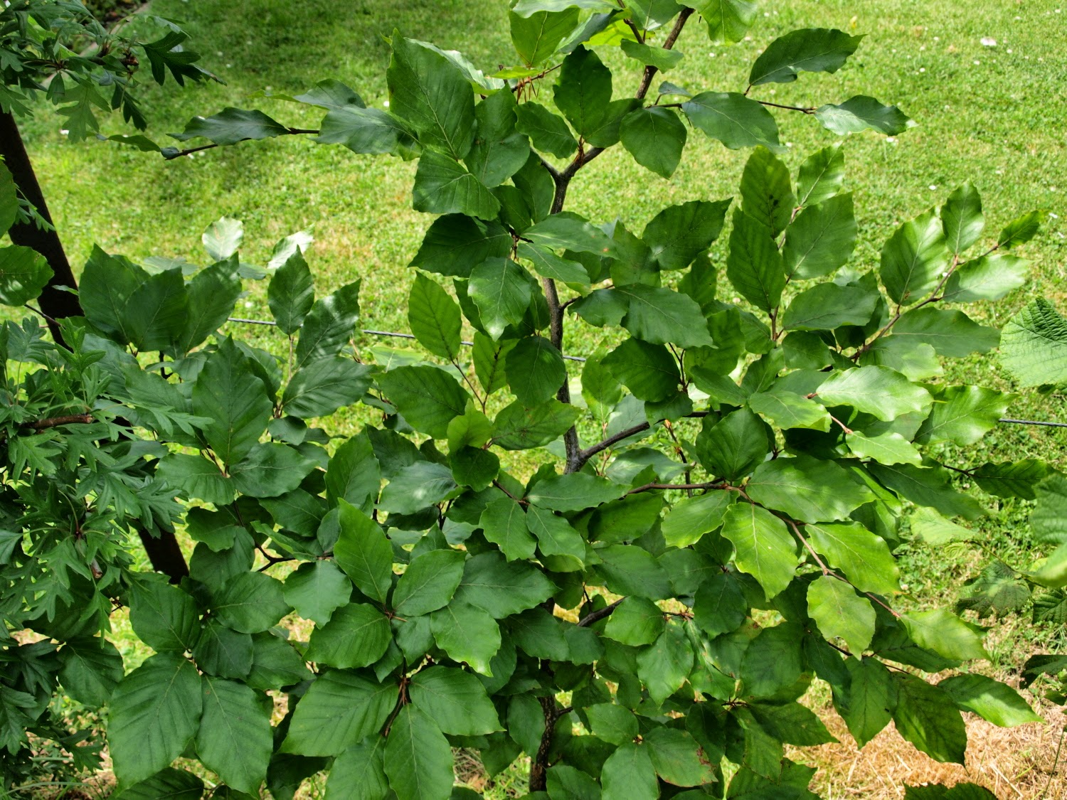 Raw Edible Plants April 2014