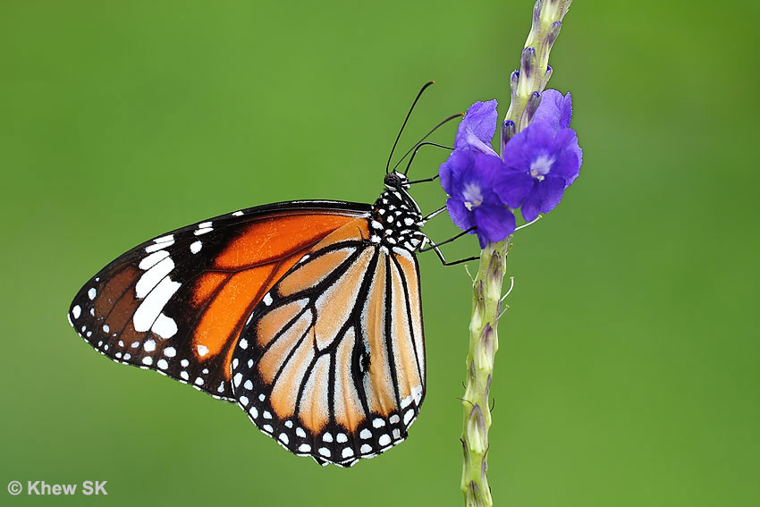 Butterflies Of Singapore Feb 17 2019