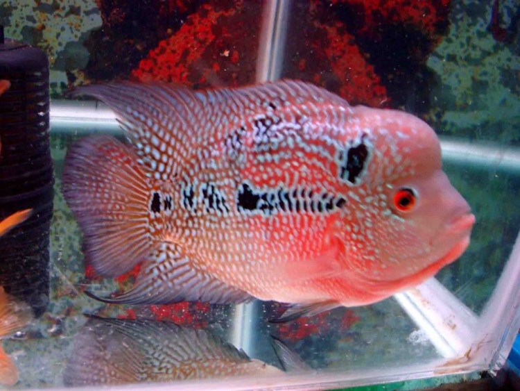 The Benefits Of Fishing Louhan Fish Good Luck Hopefully Useful