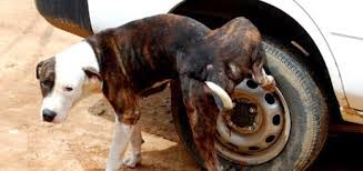 Cachorro não urinar na roda Clearance
