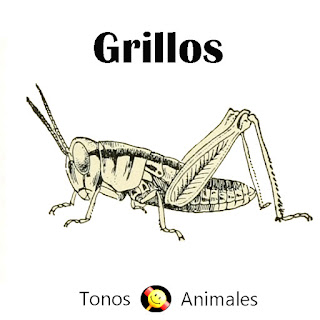 Grillos - Tonos de Animales