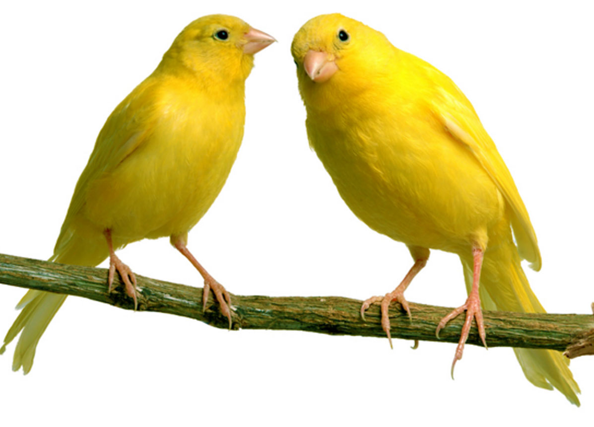 Mengenal Ragam Burung  Kenari  Liar Budgie Bird