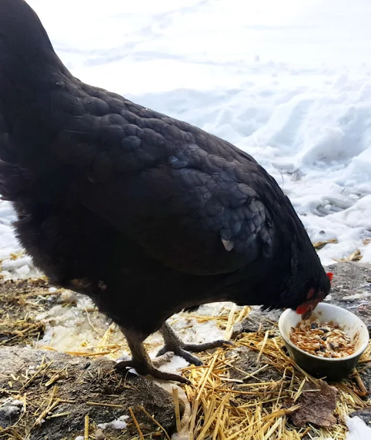 black chicken eating treats in winter