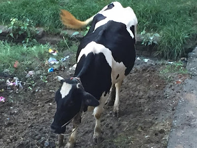 गौपालक दुधारू पशुओं के फैट की गिरावट रोकें : एनडीडीबी, AnjNewsMedia, Animal-Care-During-Rainy-Season