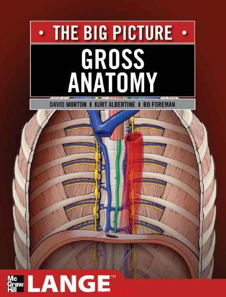 Gross Anatomy (THE BIG PICTURE)