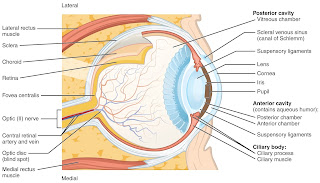 İnsan gözü anatomisi