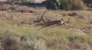 Chinkara or Indian gazelle
