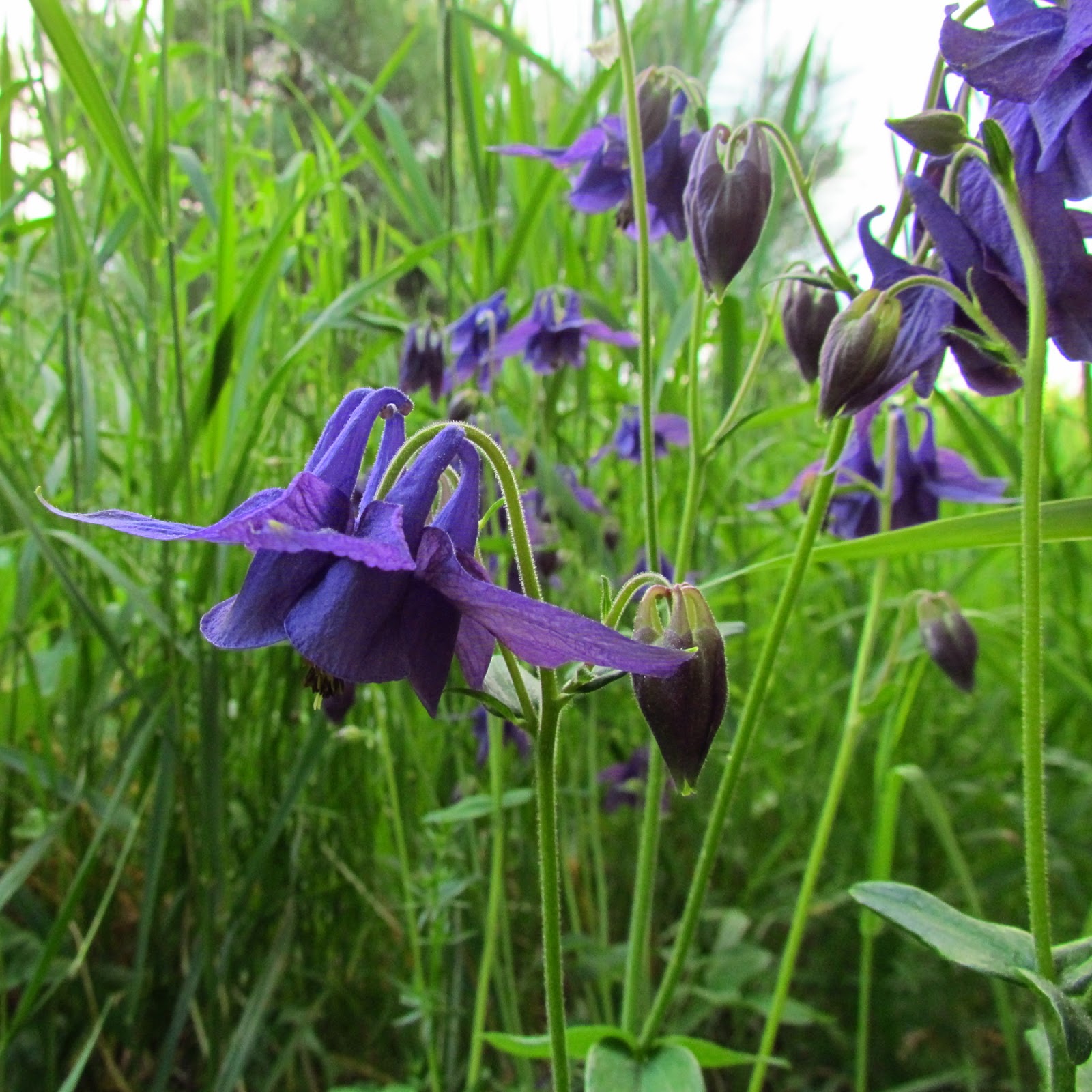 Sunshine Imaginings Photography Columbine Flowers Found in the City