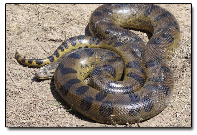 Anaconda