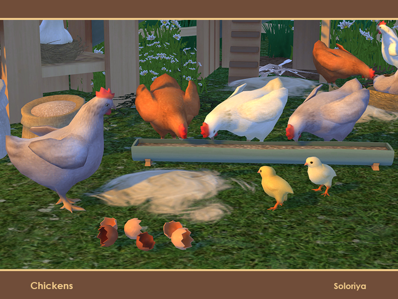 soloriya Chickens. Sims 4