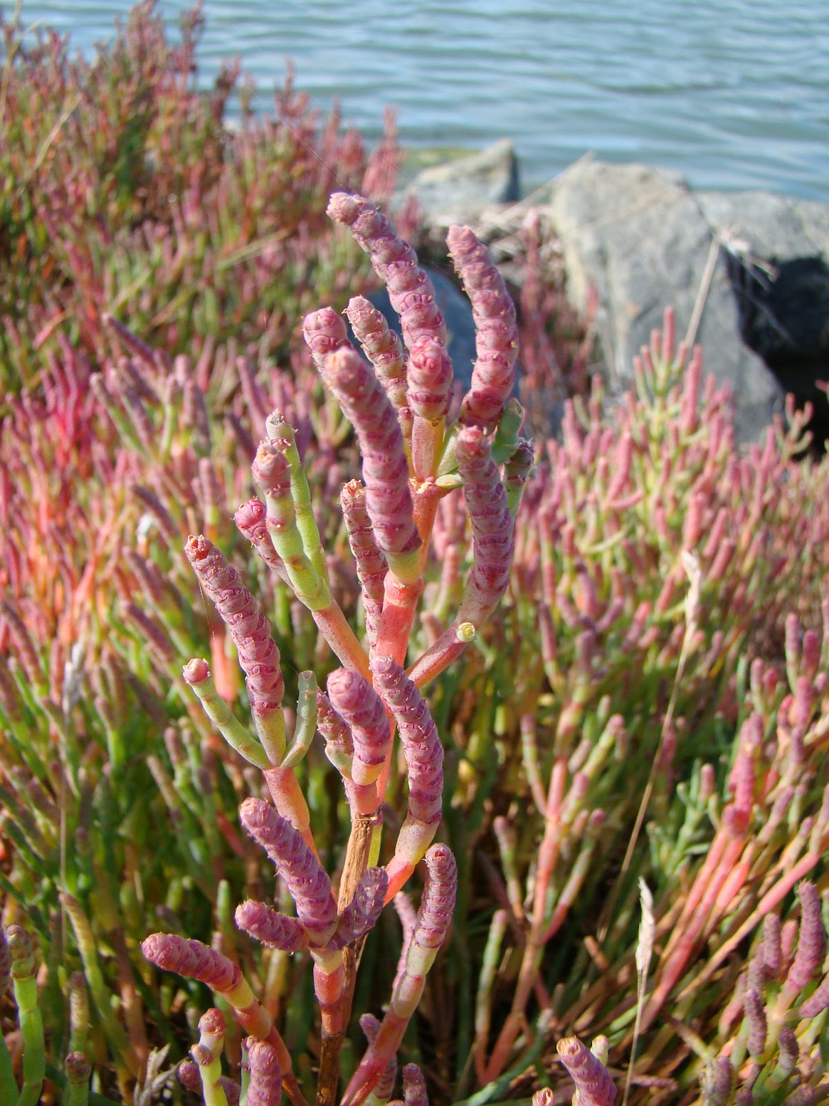 Leaves of Plants Pickleweed