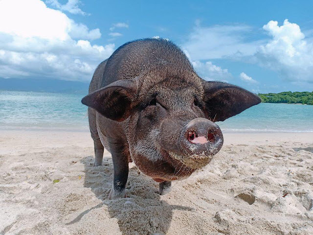 Koh Madsum (Pigs Island) is the small island where locates south of Koh Samui and nearby Koh Taen.