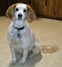 Our Brittany, "Buddy"