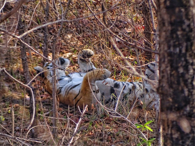 Tigress in Khursapar Gate - Pench National Park