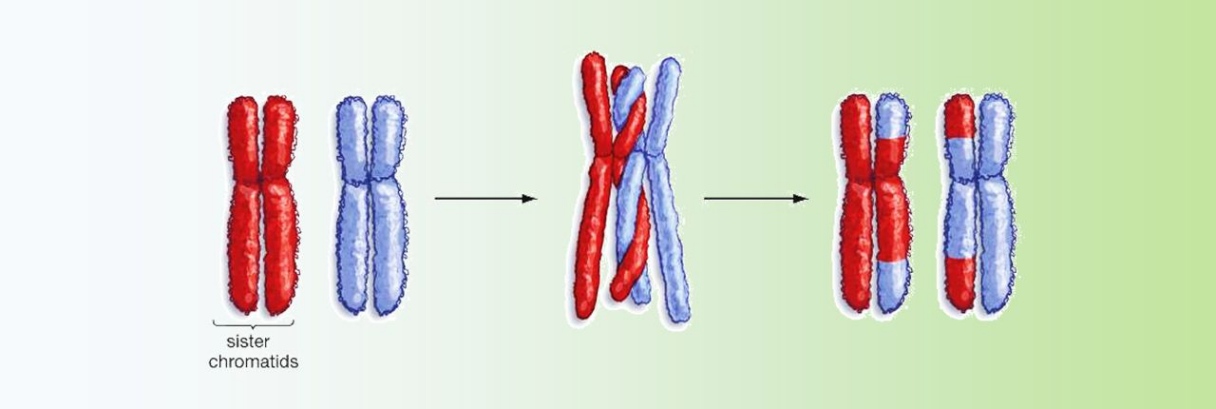 Спаривание хромосом. Схема конъюгации хромосом. Кроссинговер в мейозе. Мейоз 1 конъюгация. Конъюгация хромосом рисунок.