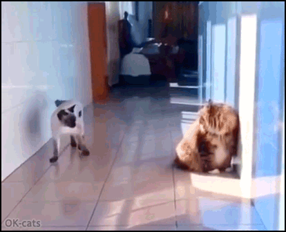 Amazing Cat GIF • Funny Siamese cat. Sneak attack on quiet cat. A purrfect slide move Amazing Cat GIF • Funny Siamese cat. Sneak attack on quiet cat. A purrfect slide move