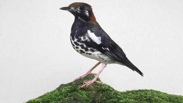 Mp3 Suara Burung Anis Kembang Gacor