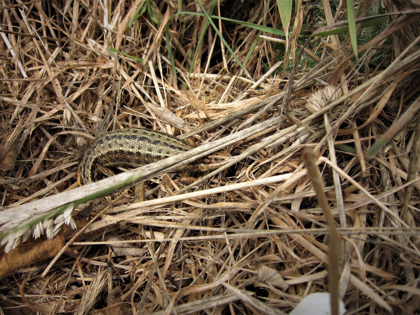 Jim's World A very pregnant lizard
