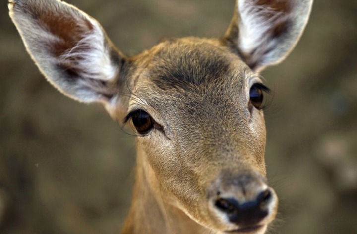 coolnfunny.blogspot.com: Animal world!