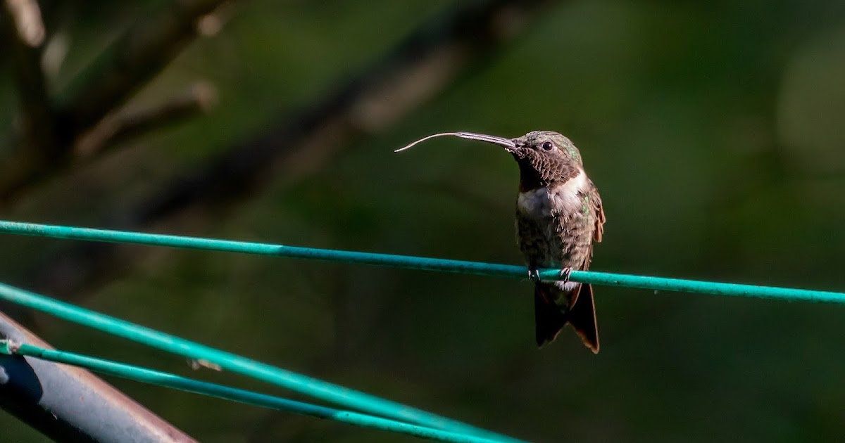 How long is a hummingbirds tongue?