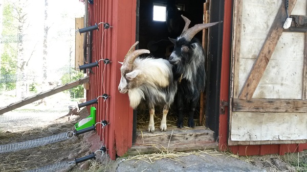 Dvärgetter tittar ut.  dvärggetter, getabock,