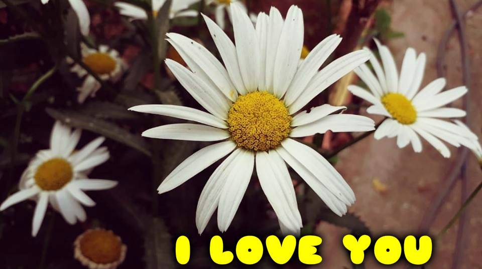 I LOVE YOU MESSAGES FREE DOWNLOAD Beautiful Messages