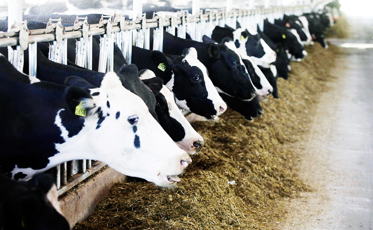 Explained Pros and cons of the meat industry