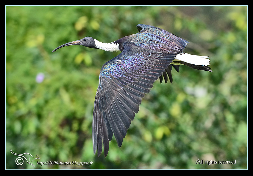 Threskiornis spinicollis - 1000-pattes.blogspot.com/