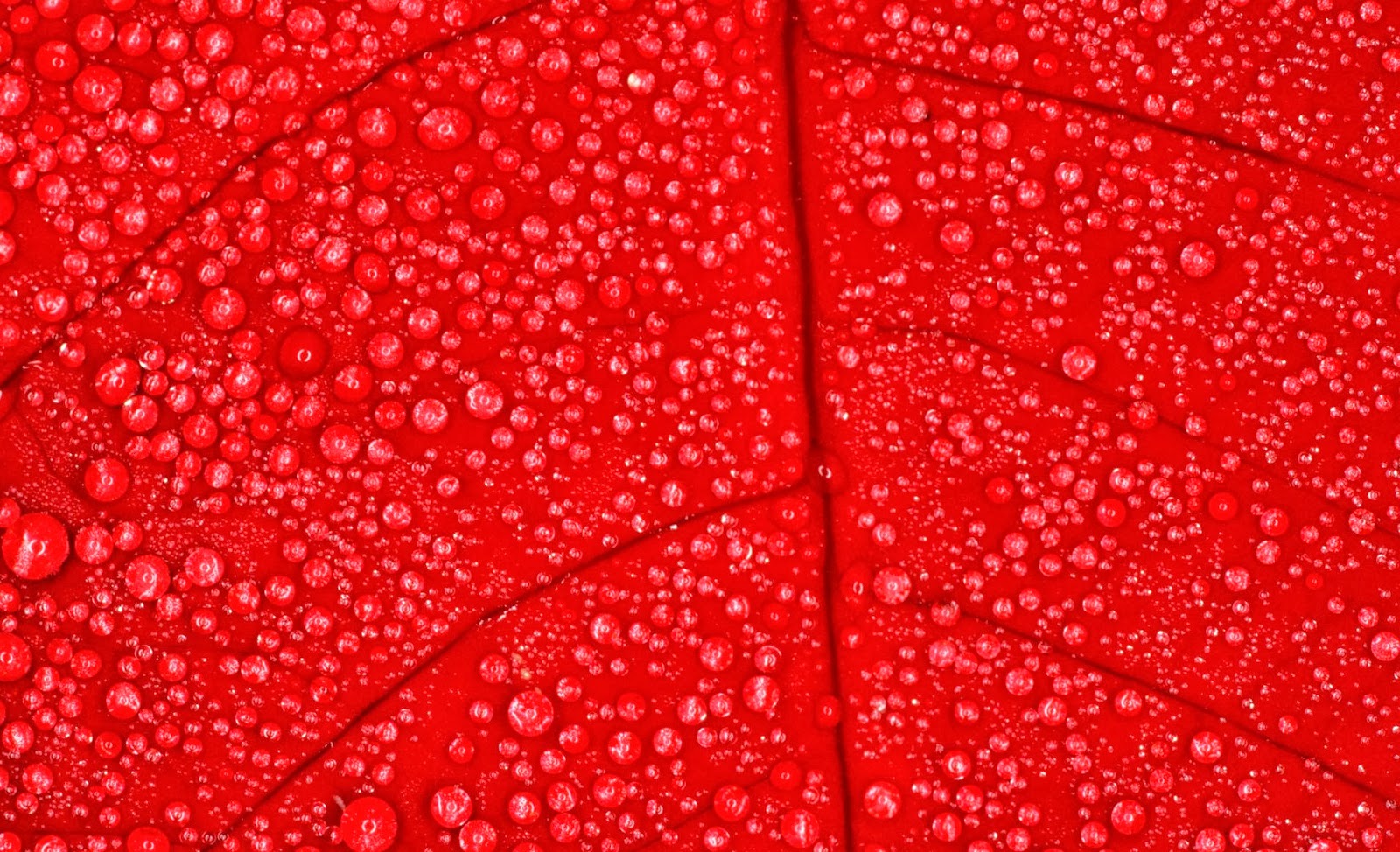 Rode herfst bladeren in hd