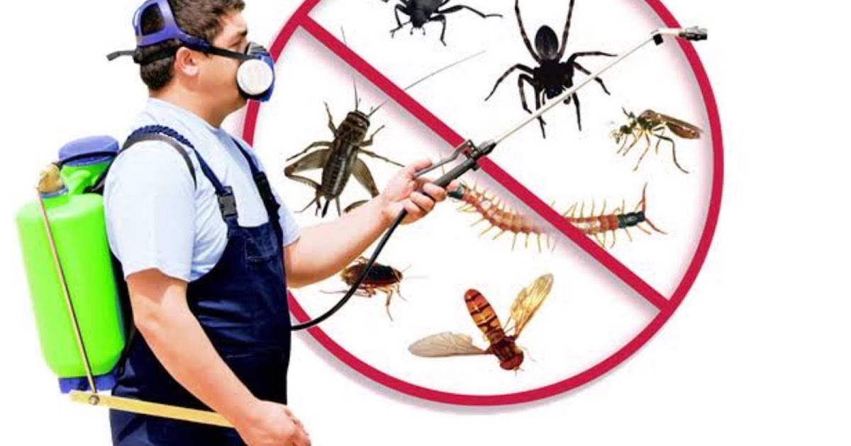 Affordable Pest Control in Dubai