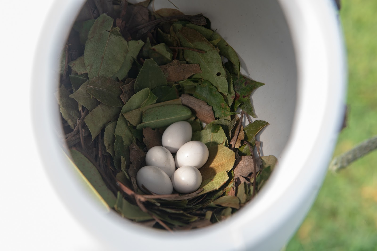 Finally Purple Martins