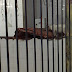 Gato é flagrado comendo carne no mercado da carne em Adustina/BA