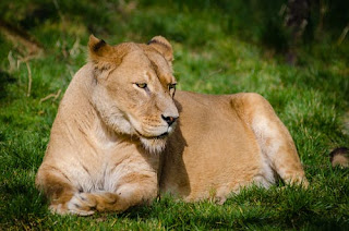 Lion Images Lion Images