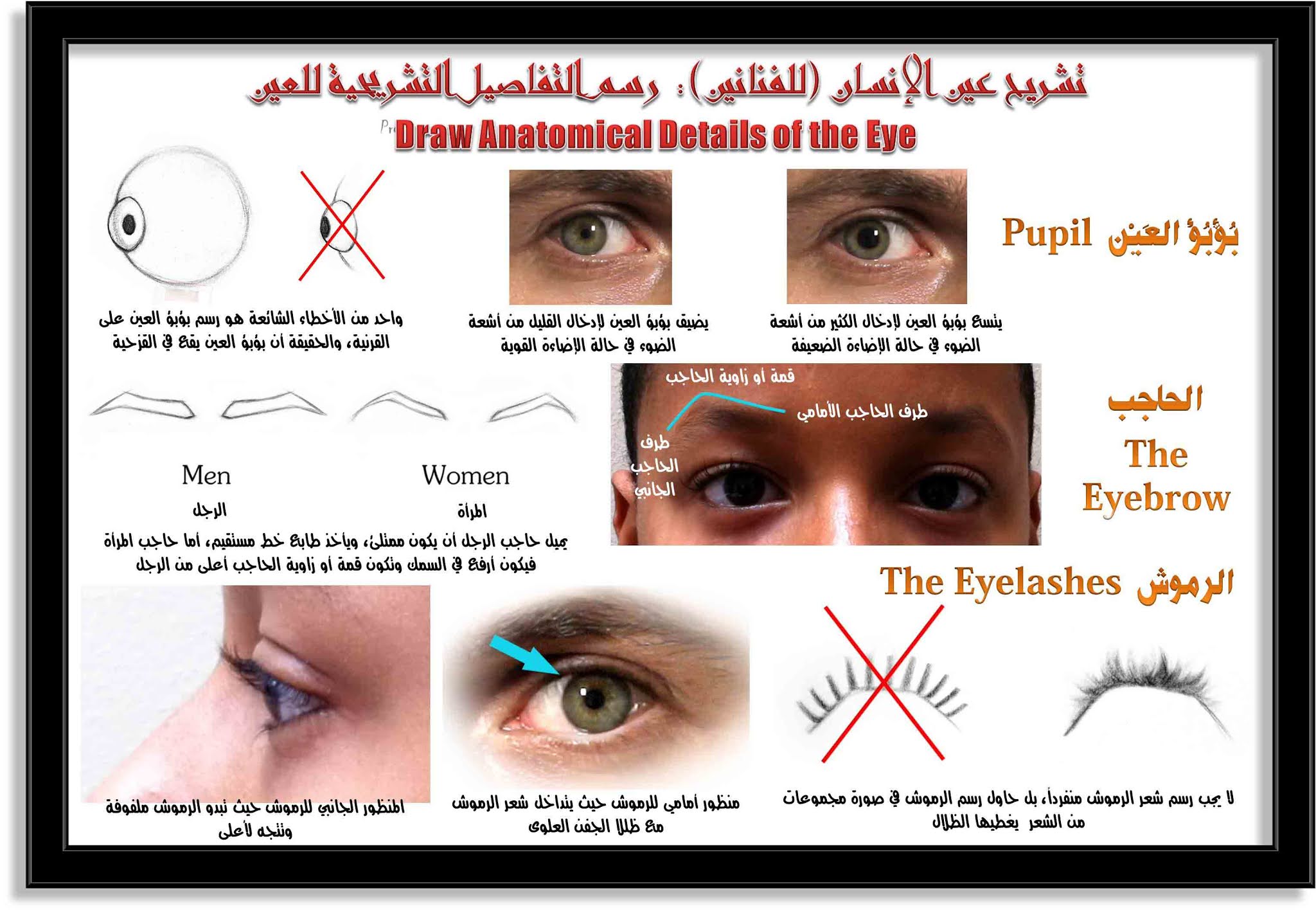 الرسم والتصوير رسم العيون الجزء الأول التشريح والبنية ألوان