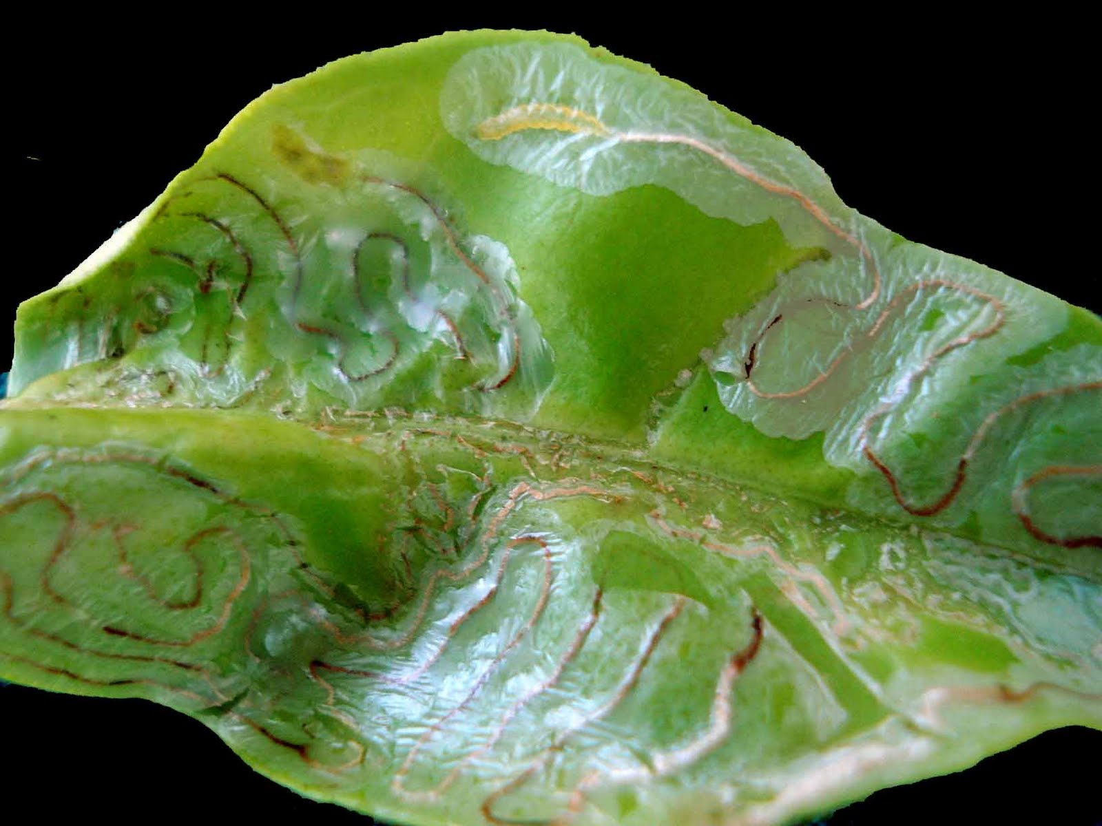 Ο Φυλλοκνίστης των εσπεριδοειδών (Phyllocnistis citrella) AgroHelp.gr