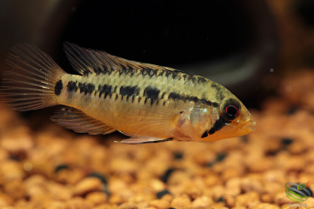 Apistogramma sp. manacacias