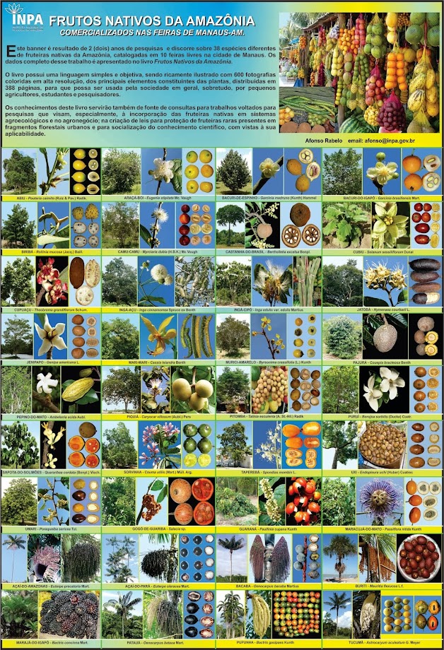 Frutos Nativos da Amazônia-Afonso Rabelo-CBIO-INPA