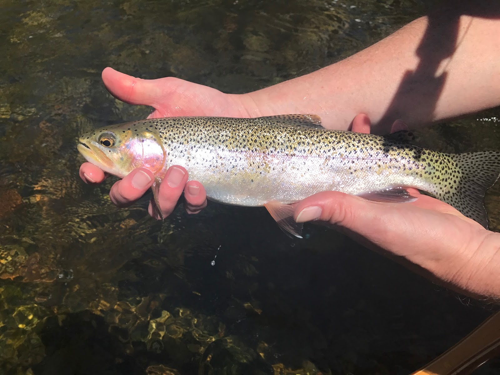 Simple Minds Sparkle In The Rain Raritan Nj