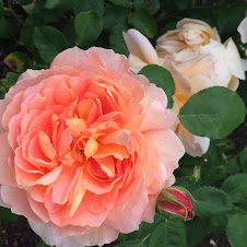 Apricot Rose