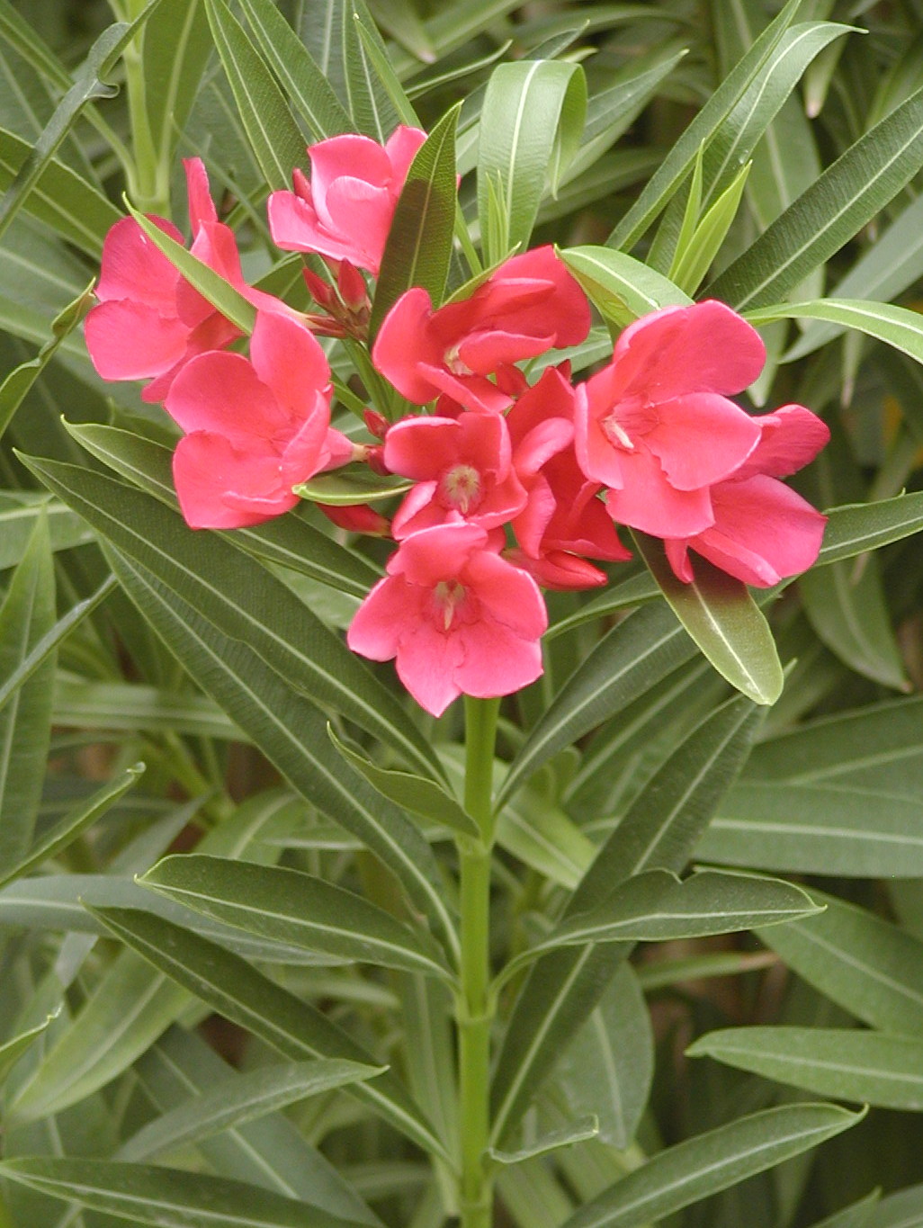 Dwarf red oleander picture