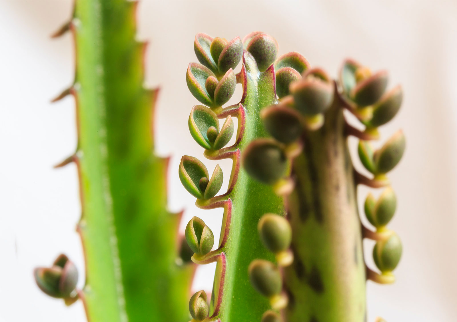 Properties and Uses of Kalanchoe