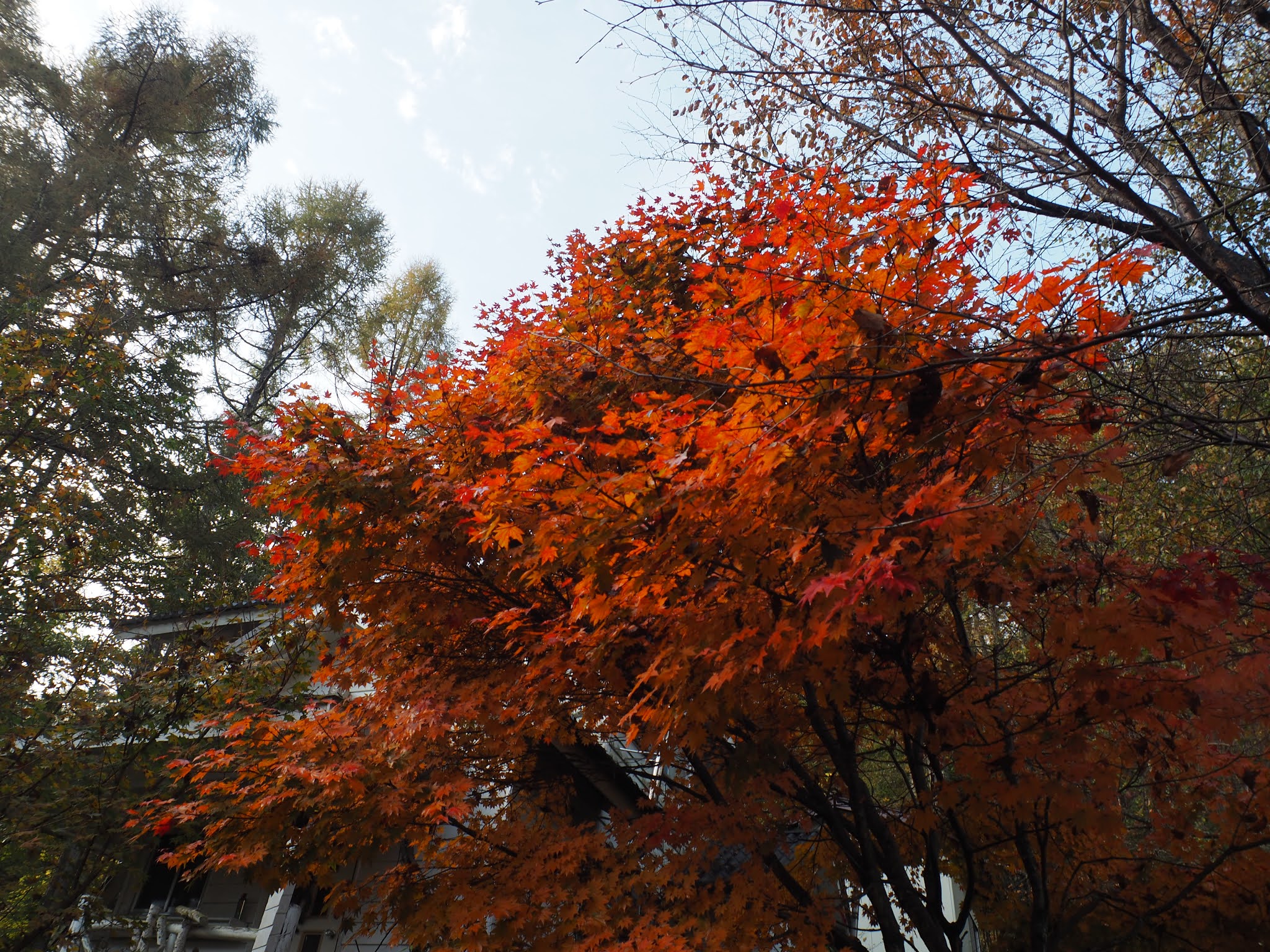 今日の美し松 蓼科山が初冠雪 紅葉も見頃