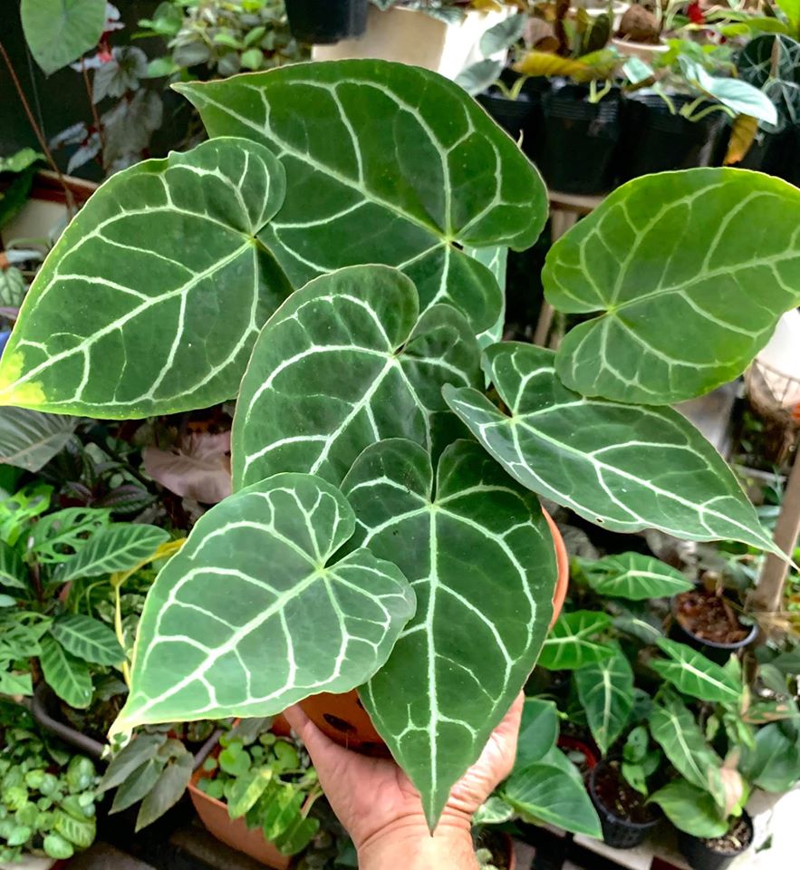 Garden Chronicles of James David Anthurium Crystallinum Basic Care