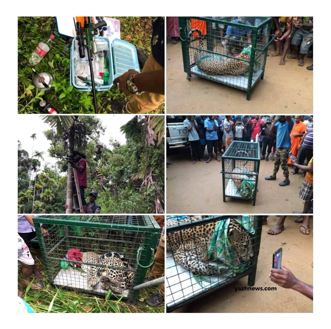 Another Leopard trapped in a snare in Yatiyanthota Leopard Sri lanka
