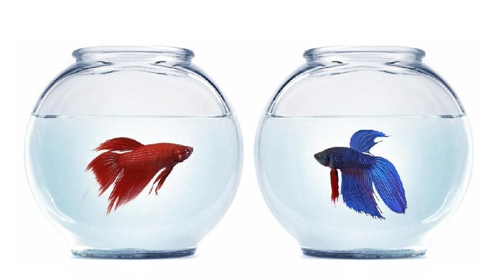 Tips Mudah Merawat Ikan Cupang Biar Gak Gampang Mati dan Tetap Cantik Tips Mudah Merawat Ikan Cupang Biar Gak Gampang Mati