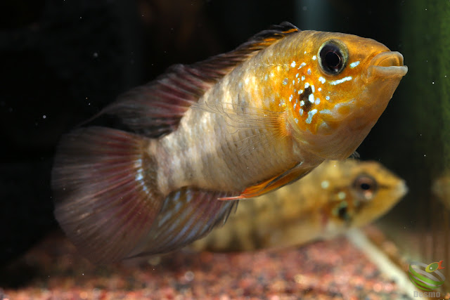 Apistogramma sp. sanjose