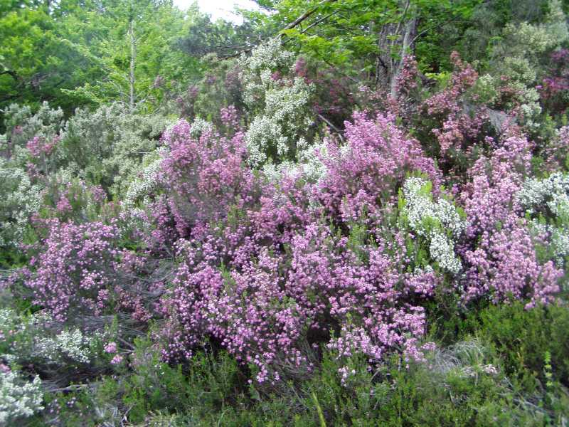Viburnum Tinus For A Border
