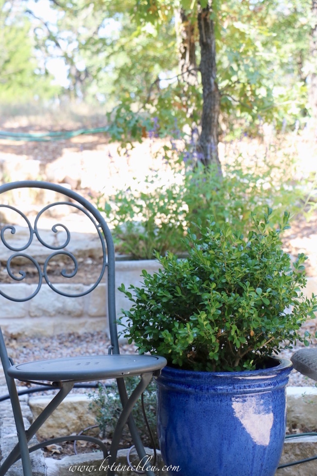 Blooming Boxwood Edging And Expired Grass Seed Backyard