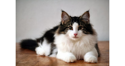 Norwegian Forest Cat Breed