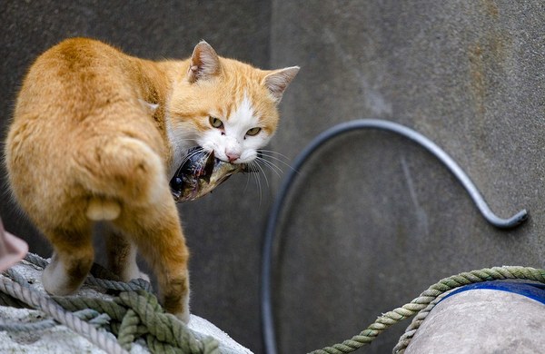 cat with fish in its mouth